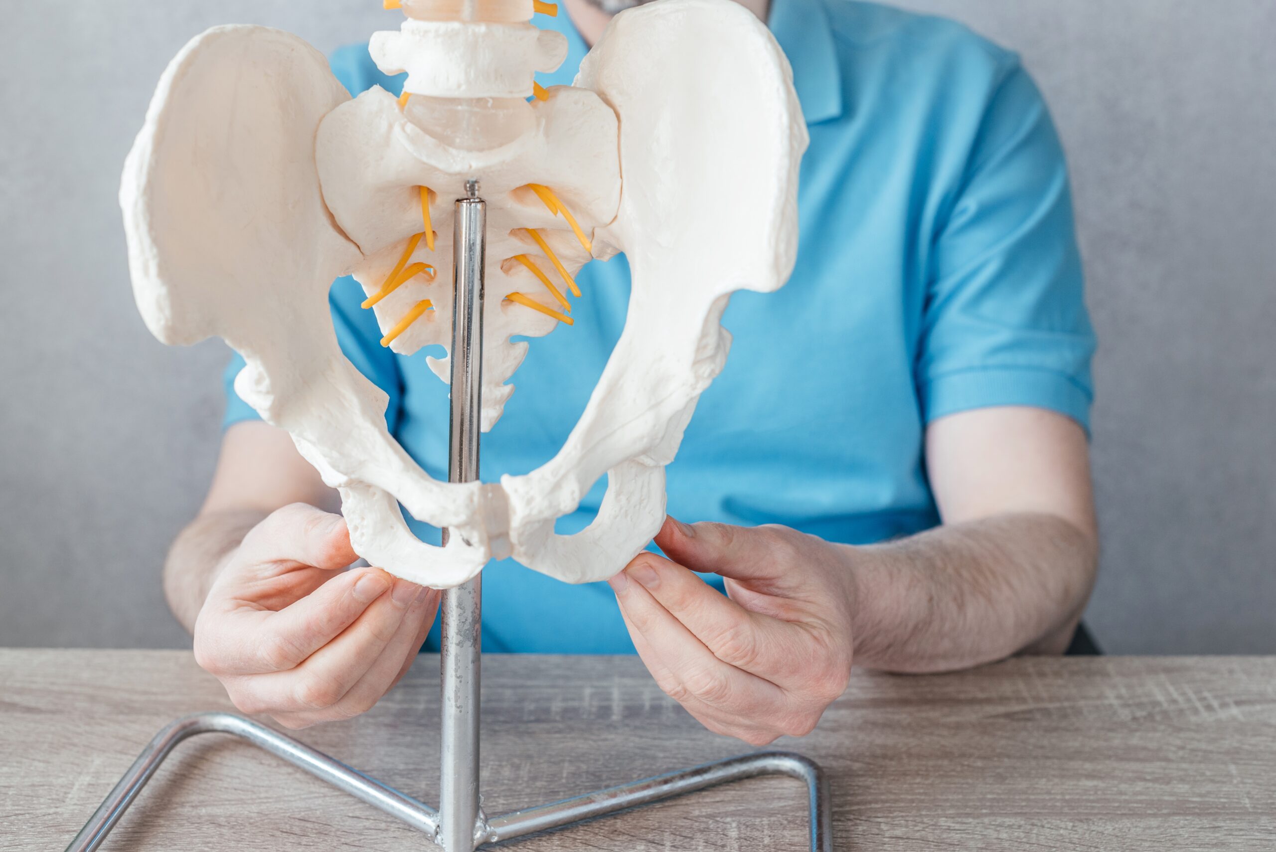 A person in a blue shirt is holding a model of the human pelvis, illustrating Pelvic Floor Therapy in Miami, with a stand on a wooden surface.