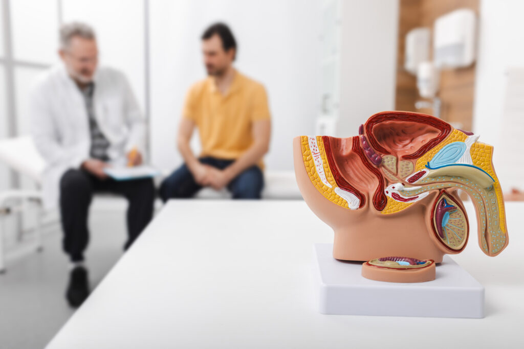 A plastic anatomical model of the male reproductive system is displayed on a table, highlighting discussion around pelvic floor therapy as a non invasive treatment, with two men seated and talking in the blurred background.