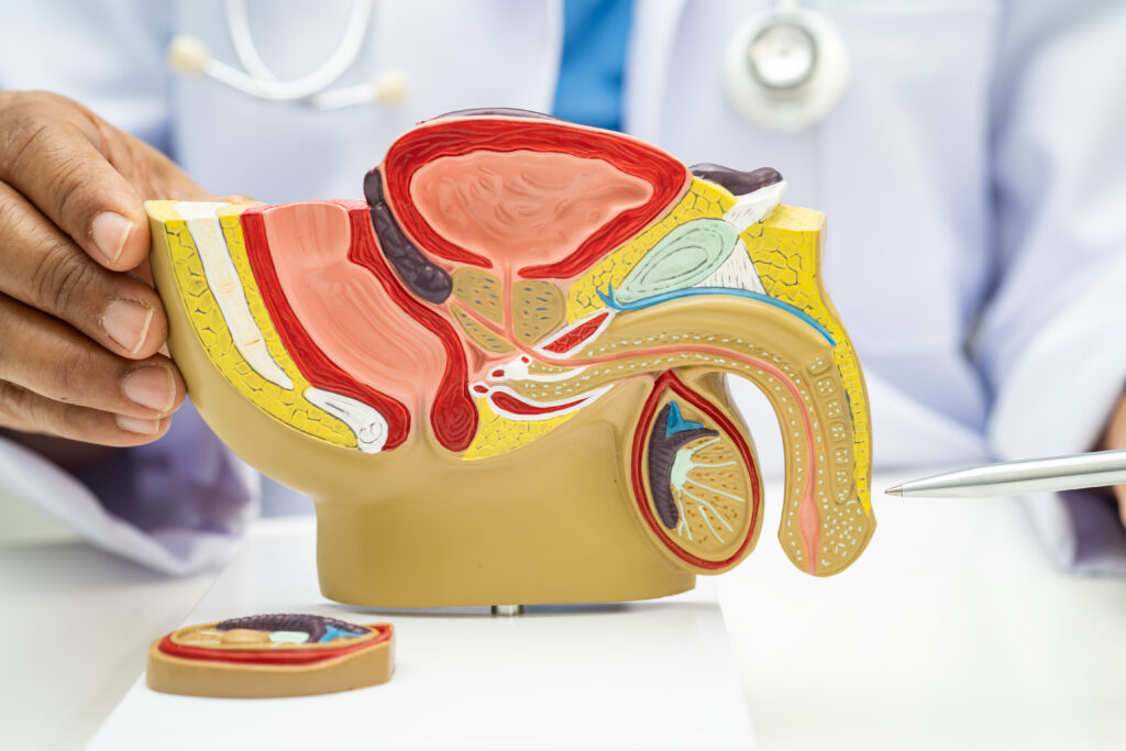 A doctor points at a cross-section anatomical model of the male reproductive system, showing internal organs and structures in detail, while explaining how conditions like prostatitis can cause pelvic pain even in the presence of negative test symptoms.